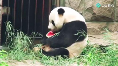 娱乐圈吃瓜熊猫胖胖,熊猫胖胖的吃瓜日常