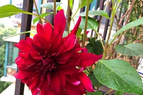 娱乐吃瓜君大丽花,揭秘娱乐圈背后的秘密花絮